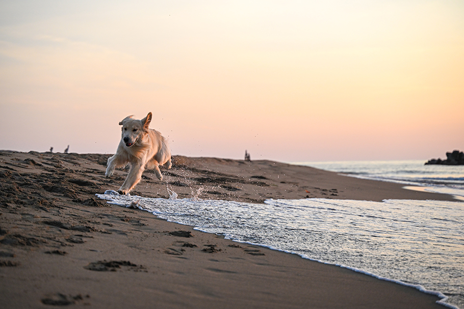 Dog running on beach | Nikon Cameras, Lenses & Accessories