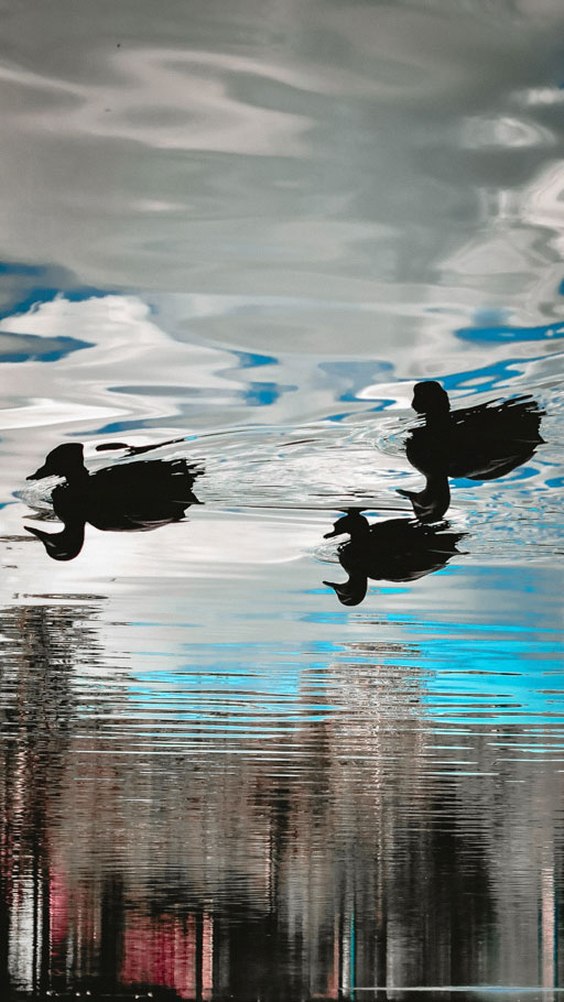 Ducks on water photographed by Jonti Wild | Nikon Cameras, Lenses & Accessories