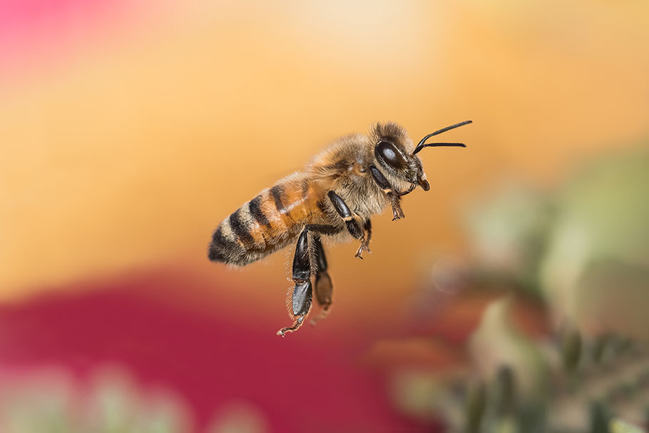 Bee photographed by Aaron Molenkamp | Nikon Cameras, Lenses & Accessories