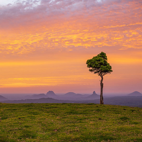 Lone tree against sunset mountains photographed by Marissa Knight | Nikon Cameras, Lenses & Accessories