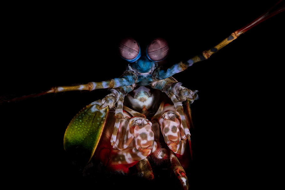 Snapping shrimp photographed by Jake Wilton | Nikon Cameras, Lenses & Accessories