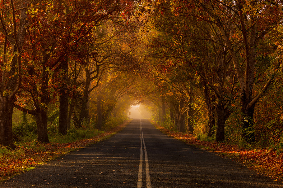 Trees in autumn colours form tunnel over country road photographed by Marissa Knight | Nikon Cameras, Lenses & Accessories