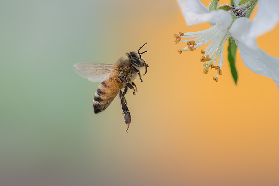 Bee with flower photographed by Aaron Molenkamp | Nikon Cameras, Lenses & Accessories