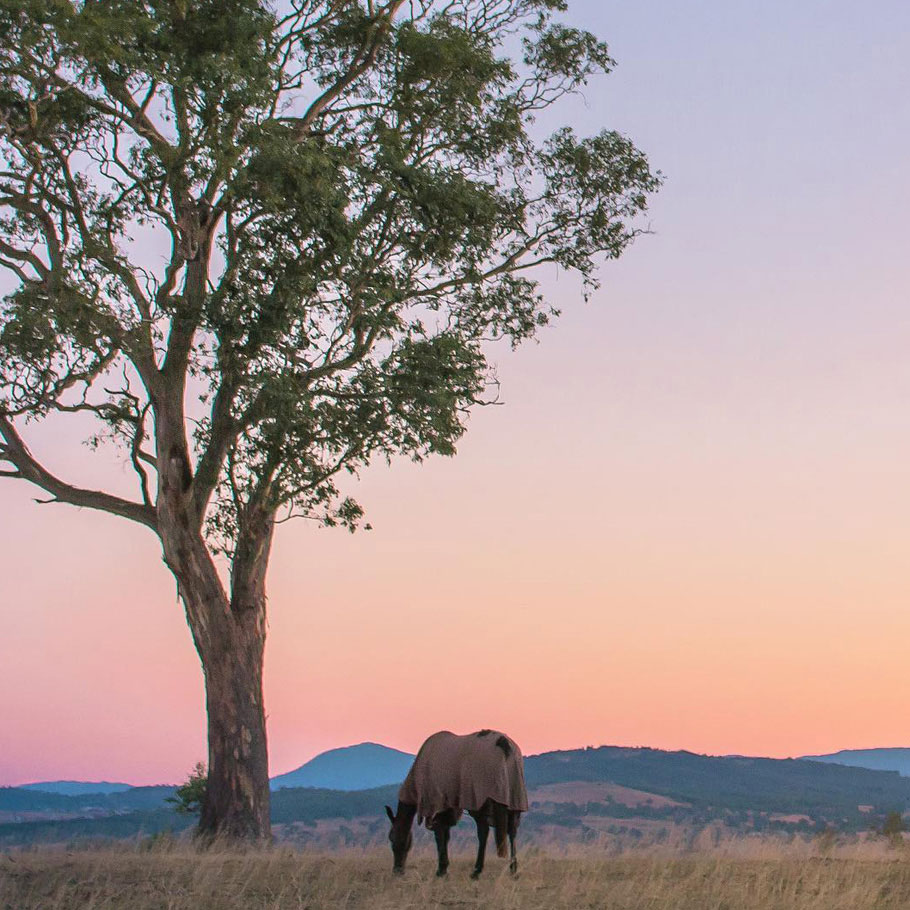 Horse beneath a tree at sunset by Anton Kollo | Nikon Cameras, Lenses & Accessories