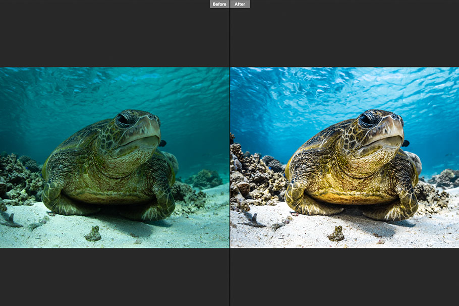 Turtle by Jake Wilton | Nikon Cameras, Lenses & Accessories
