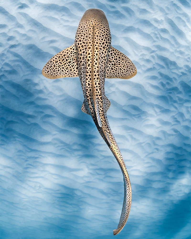 Leopard Shark by Jake Wilton | Nikon Cameras, Lenses & Accessories