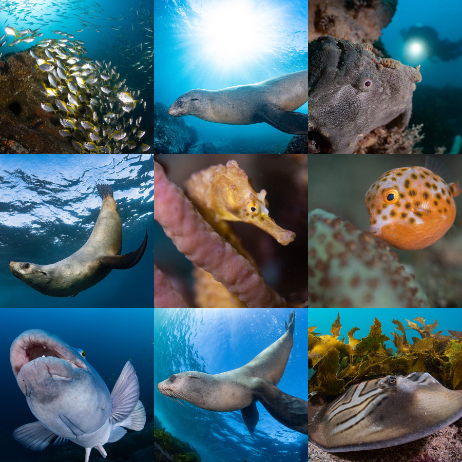 Ocean wildlife photos taken with Nikon z9 by Nicolas Remy | Nikon Cameras, Lenses & Accessories