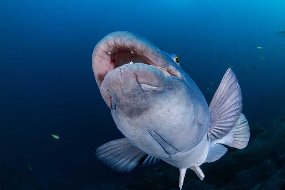 A friendly eastern blue groper follows divers in hope for a feed. Nikon Z 9 with AF-S Fisheye NIKKOR 8-15mm f/3.5-4.5E ED. 1/100th, F/13, ISO 320, 2x Retra Flash Pro by Nicolas Remy | Nikon Cameras, Lenses & Accessories