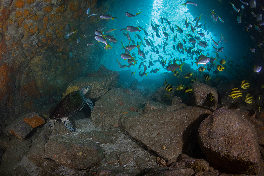 Entrance of the Fish Rock ocean cave photographed with Nikon Z 9 by Nicolas Remy | Nikon Cameras, Lenses & Accessories