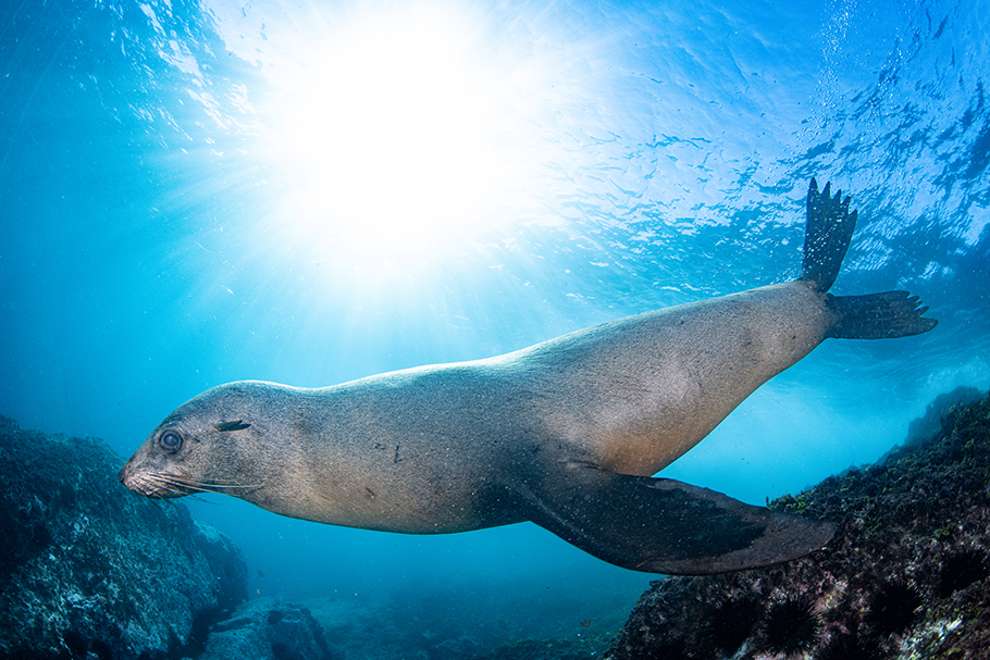 Seal whilst shooting towards the sunball photographed with Nikon Z 9 by Nicolas Remy | Nikon Cameras, Lenses & Accessories