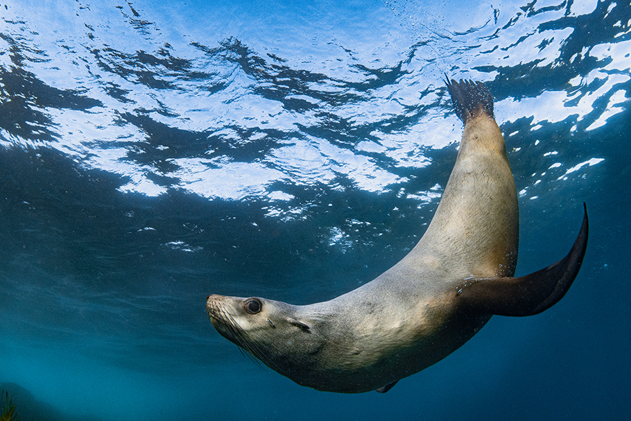 Cheeky fur seals of Montague Island NSW, Australia photographed with Nikon Z 9 by Nicolas Remy | Nikon Cameras, Lenses & Accessories