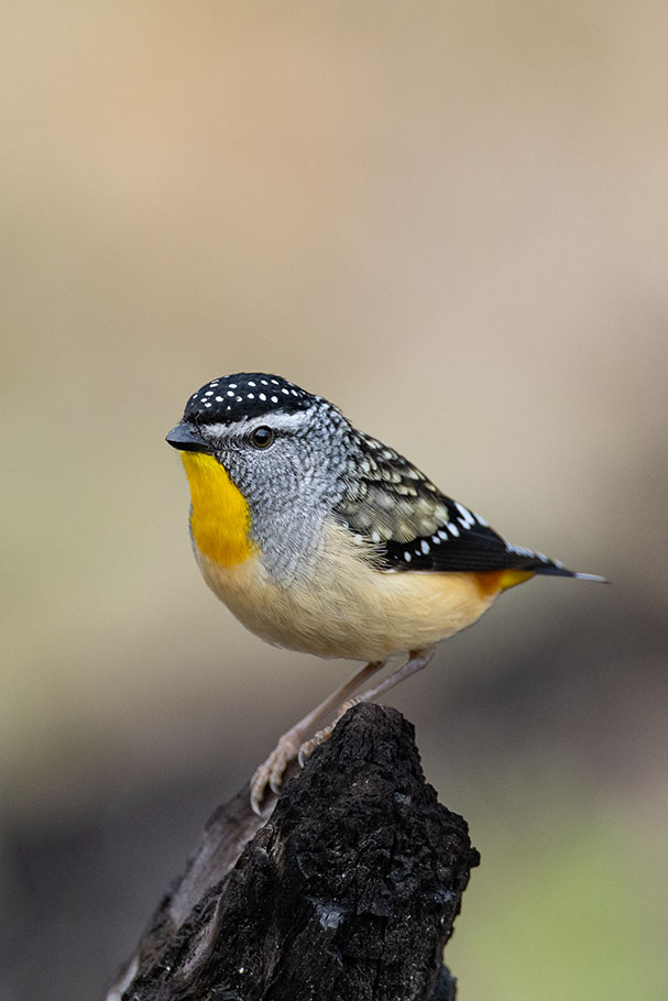 Spotted Wild Bird by Marissa Knight | Nikon Cameras, Lenses & Accessories