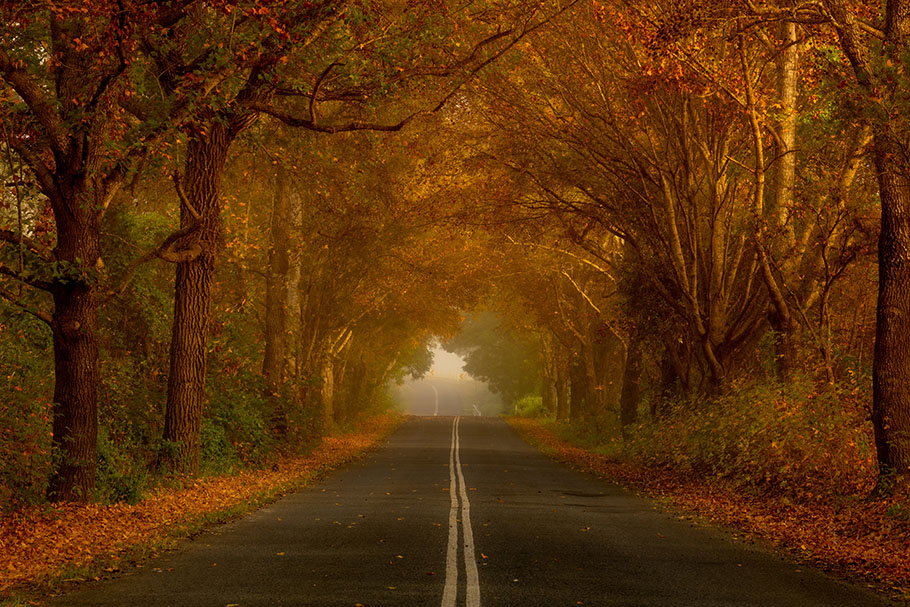 Autumn Road by Marissa Knight | Nikon Cameras, Lenses & Accessories