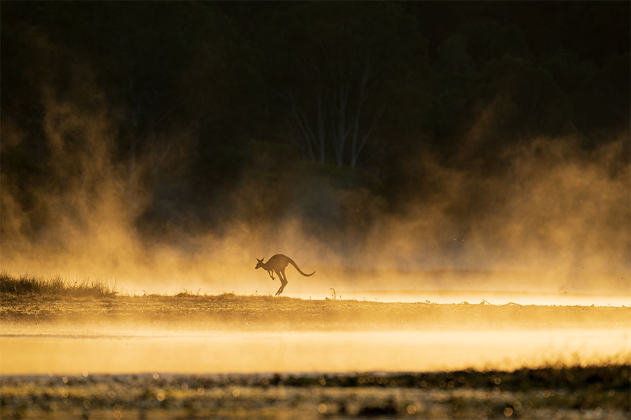 Foggy Kangaroo by Marissa Knight | Nikon Cameras, Lenses & Accessories