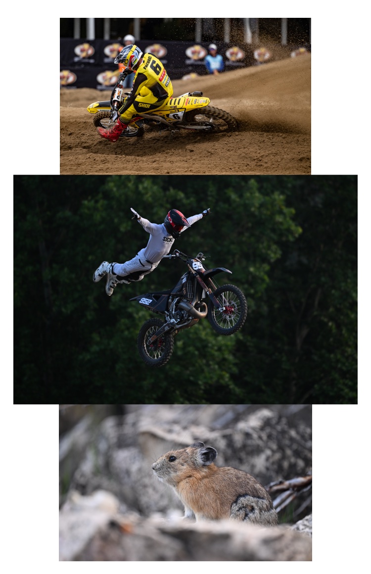 Collage of motorsports and wildlife | Nikon Cameras, Lenses & Accessories